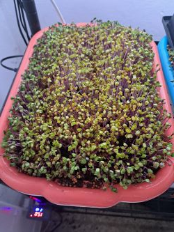 redkvicka rose microgreens po odkryti